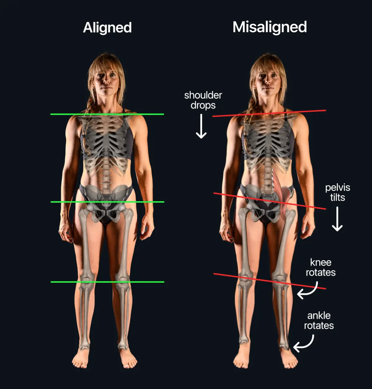 Human body diagram with key muscles